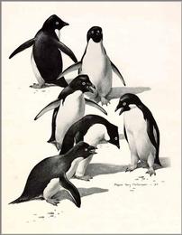 "Adelie Penguins" Rare Print signed by Roger Tory Peterson